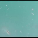 수중 탐구 4탄 나는 감씨가 아닌 벵에다.,ㅎ 이미지