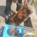 꽃 꿀방 이미지