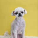 영블리 펫살롱 이미지