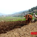 황소와농부 이미지