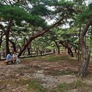 소나무숲 이미지