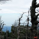 고목나무 이미지