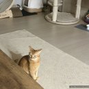 최프로 배달삼겹 수유점 | 국보 / CGV 주토피아 우산 구매 후기 / 베이징스토리 배달 / 주토피아 영화 후기 / 시울돈 / 고양이...