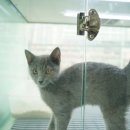 대구고양이분양 도로시펫 이미지