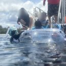 파란 | 괌 돌핀크루즈 파란돌핀크루즈 후기