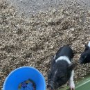 금학목장 이미지