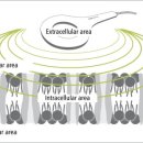 예메디칼 이미지