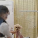 체리쉬퍼피 이미지