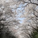 봄날 기쁨을 벚꽃과 유채의 향연 이미지