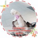 벨라펫살롱 | [반려동물박람회]&#34;프리미엄펫쇼&#34;in수원컨벤션센타 방문후기#