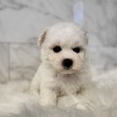 도그마루 강아지고양이 김해창원점 이미지