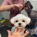 바닐라 애견샵 이미지