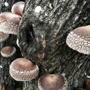 능금농장 이미지