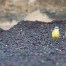 까마로사커피 이미지