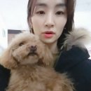 부르주화 펫 이미지