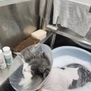 고양이 미용실 방울선생 네이버블로그