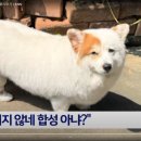 한국유과