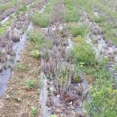 황영농장 이미지