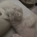 우보리