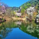 백야자연휴양림 이미지