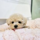 김해 해피몽 김해강아지분양 고양이분양 이미지