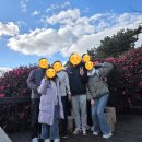 숨도 귤림성 | 겨울 제주 서귀포 동백꽃 귤나무 숨도 귤림성, 숨도 카페 방문 후기