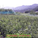 하양대곡공인중개사사무소 이미지