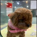 더독스 강아지분양 서울 이미지