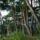 소나무 풍경 이미지