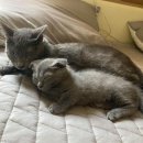 그루밍 사랑 이미지