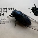 「곤충ノ파충」 아파트 바깥쪽 창틀에 설치된 방충망에 휴식 중인 말매미 암컷 이미지