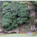 고창선운산풍천장어 이미지