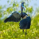 작은청왜가리 [Little blue heron] 이미지