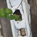 (주)대성팜 이미지