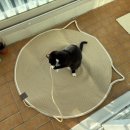 도그픽 | 고양이 카페트 스크래쳐 후기, 그램도그