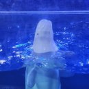 아쿠아플라넷 여수 | 여수아쿠아플라넷 주말 후기 할인 주차 관람팁