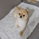 펫토리 애견샵 네이버블로그