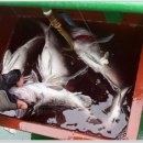 인천유선 이미지