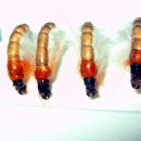 라바플라이 이미지