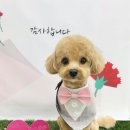 구미산동 애견미용 눈부시개 네이버블로그