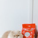 벤토글로벌(주) | 응고력 갑 가성비 이나바고양이모래 챠오샌드 사용기