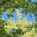 월명리 터널 이팝나무 가로수 | 대전 이팝나무 명소: 들의공원