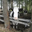 미니목장 이미지