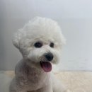 라앤도그