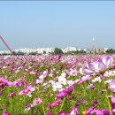 세종의 아침 이미지