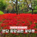 꽃무릇공원 | 경기도 분당 중앙공원 꽃무릇 개화시기 개화상태
