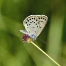 고운점박이푸른부전나비(Maculinea teleius) 이미지