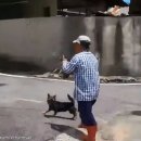 강아지랑나랑 이미지