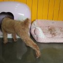 수애견미용실 이미지