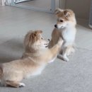 우하하